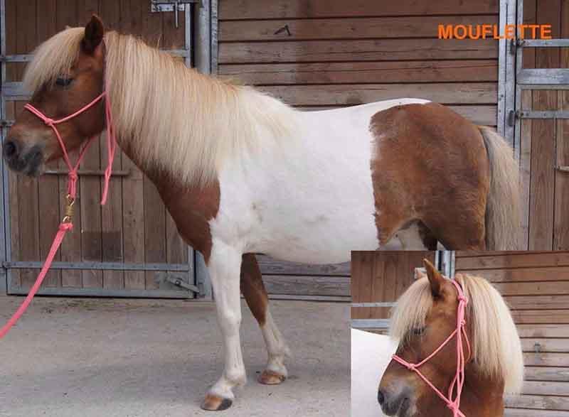 Mouflette
