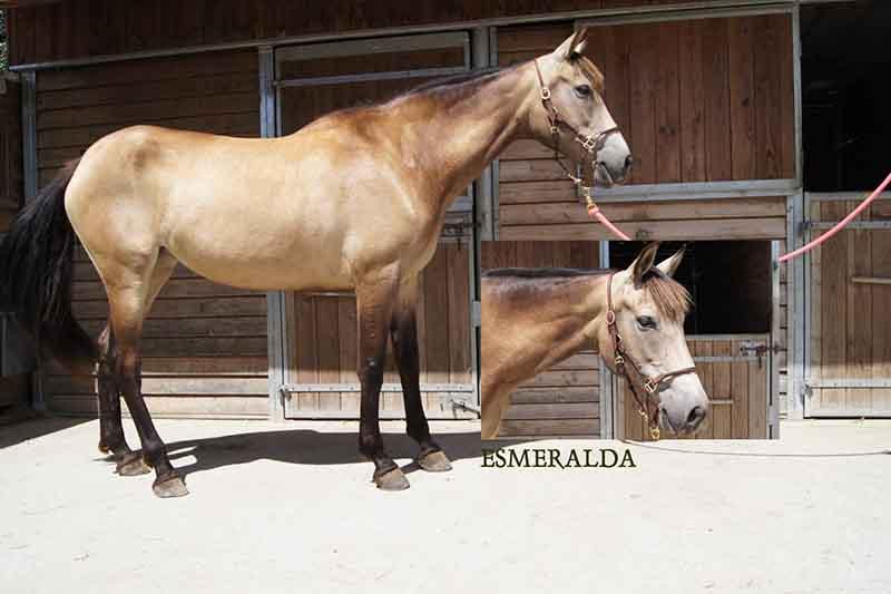 Esmeralda