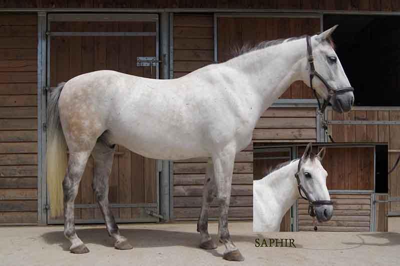 Saphir