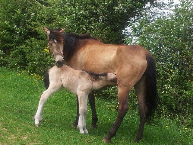 Poulain15