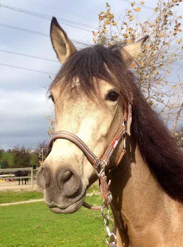 cheval-tete-beige