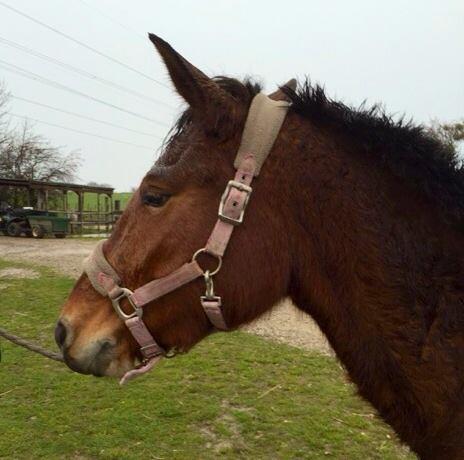 tete-cheval-marron-cote