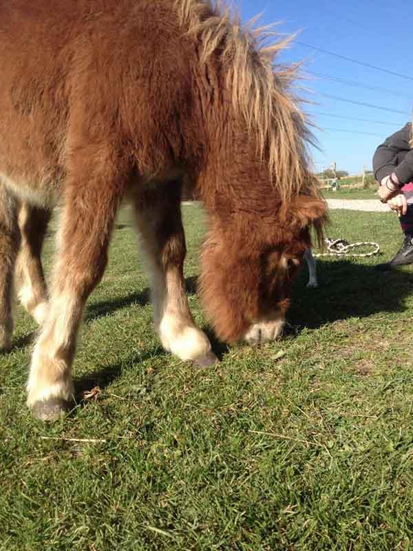 poney-brun-buste-mange