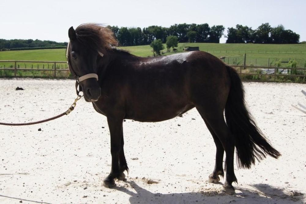Balade à poney près de Saint-Quentin-Fallavier 
