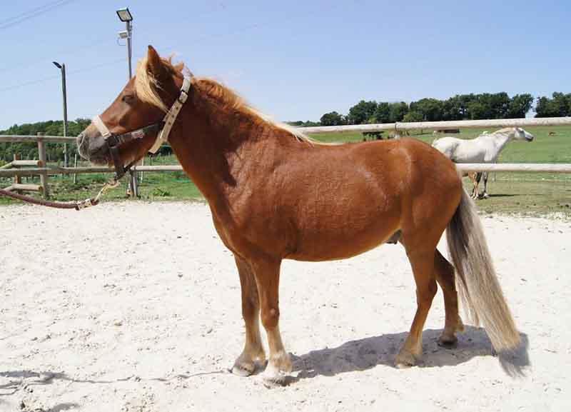 Baby poney près de Saint-Quentin-Fallavier 
