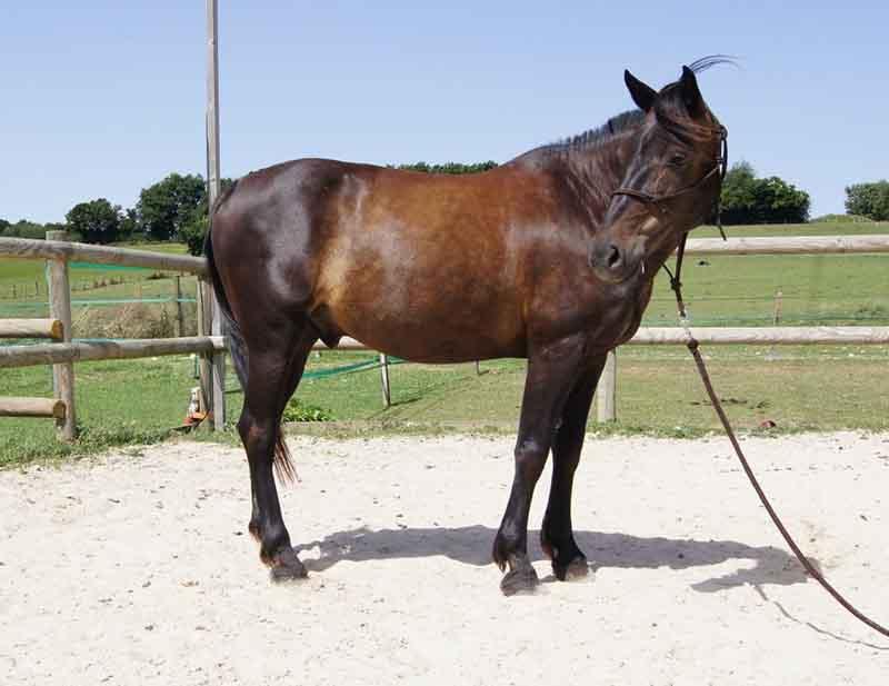 cheval-marron-entier-droite