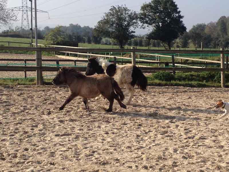 Poney club près de Saint-Quentin-Fallavier 