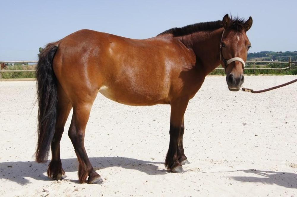 cheval-brun-noir-entier-droite