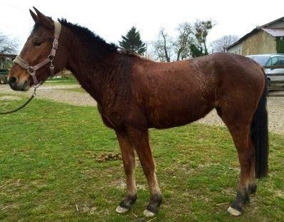 cheval-marron-entier-gauche