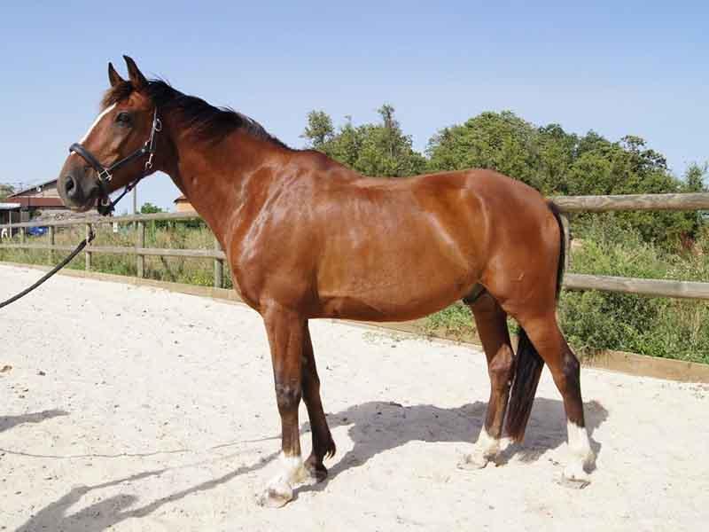 cheval-brun-entier-gauche