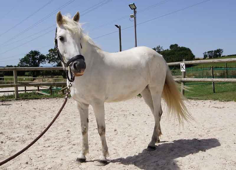poney-blanc-entier-gauche