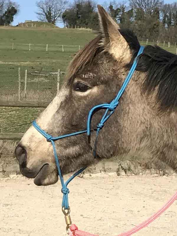 poney-gris-tete-gauche