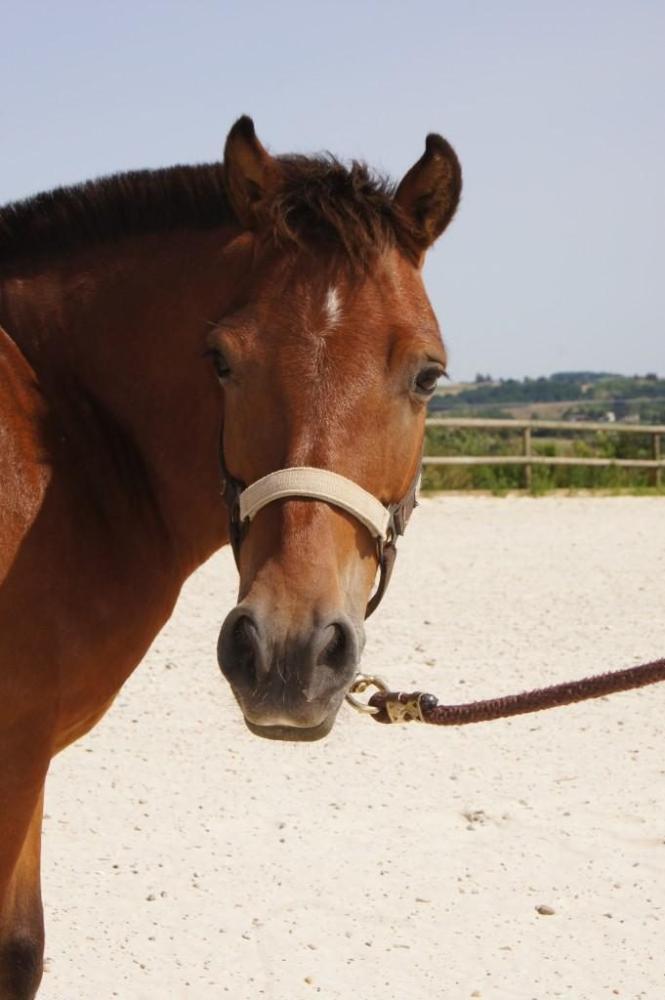 cheval-brun-tete-face