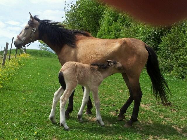 cheval-beige-poulain-beige-entiers