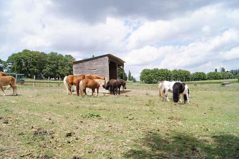 Pension chevaux près de Saint-Quentin-Fallavier 
