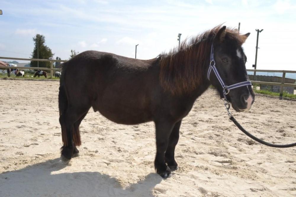 poney-noir-blanc-entier