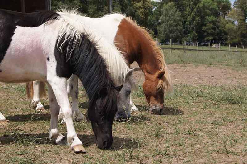 poneys-buste-mange