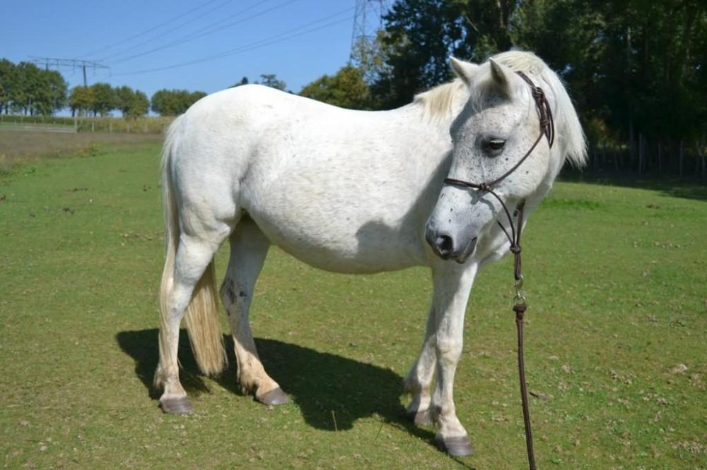 cheval-blanc-entier-droite