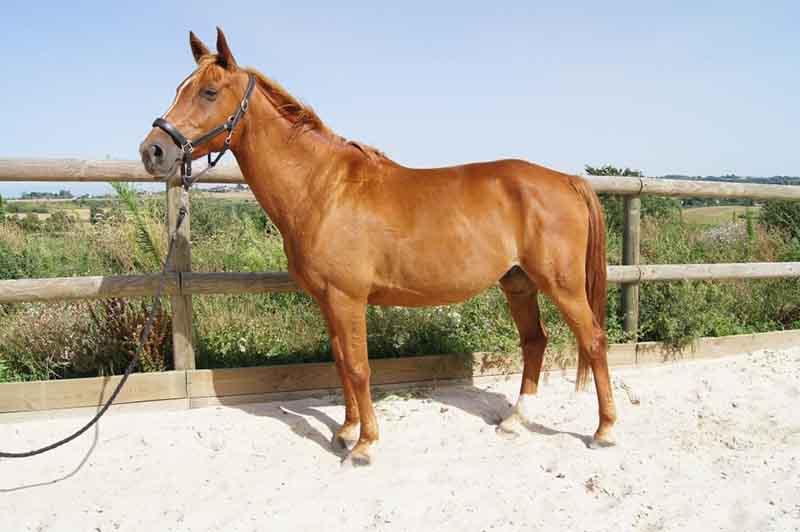 Chevaux près de Saint-Quentin-Fallavier 