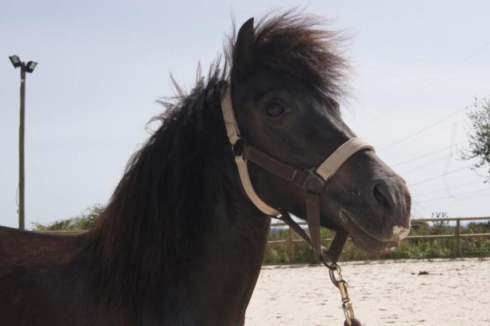 poney-noir-tete-droite