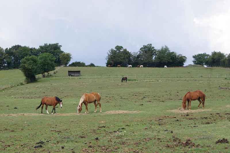 chevaux-pres-mange