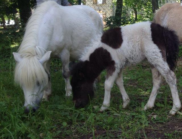 poneys-blanc-noir-mange