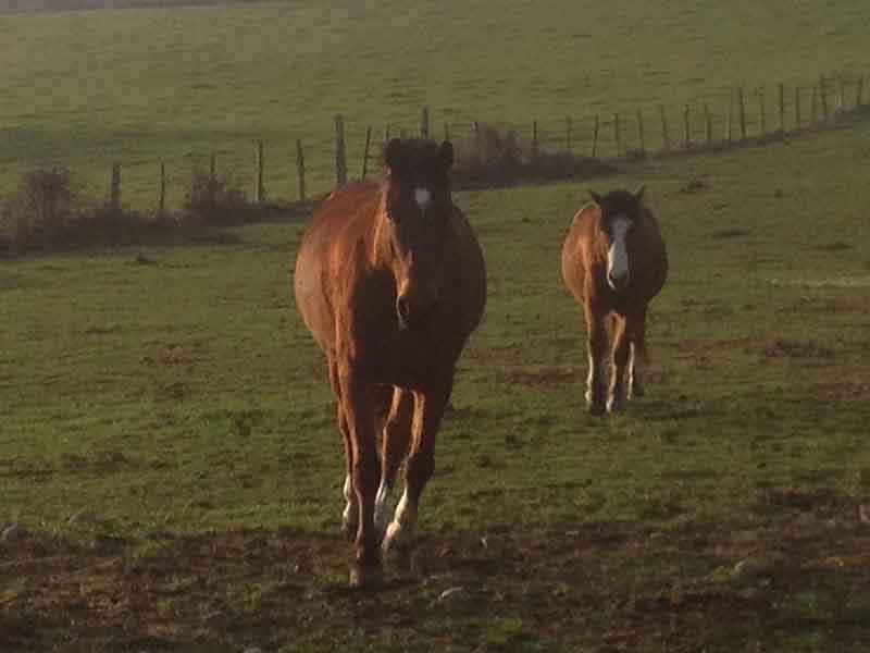 chevaux-pres-face