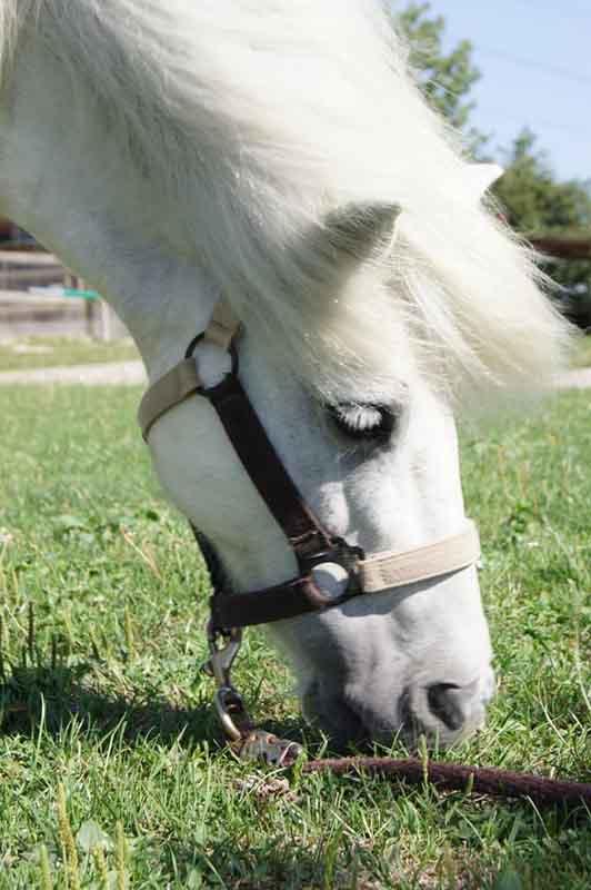 cheval-blanc-mange
