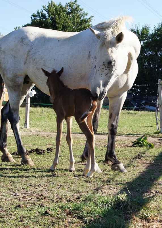 cheval-blanc-poulain-marron