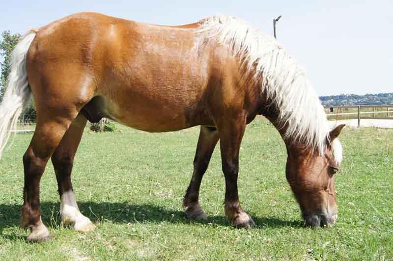 poney-brun-mange