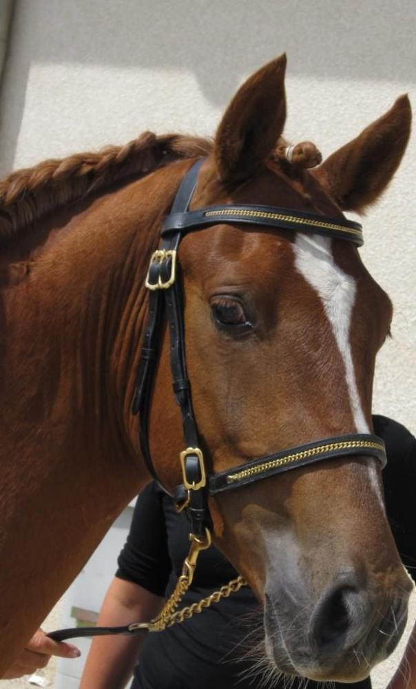 cheval-brun-tete-droite