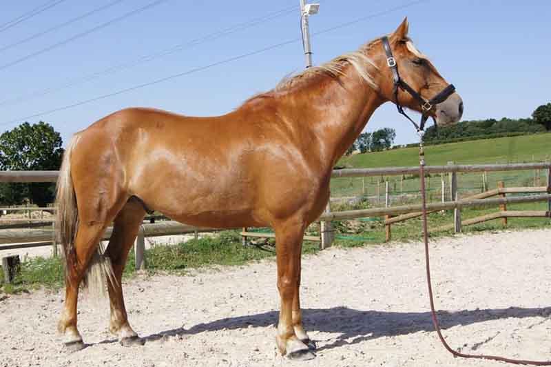 cheval-brun-entier-droite