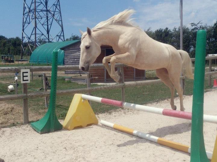 Stage équitation près de Saint-Quentin-Fallavier 