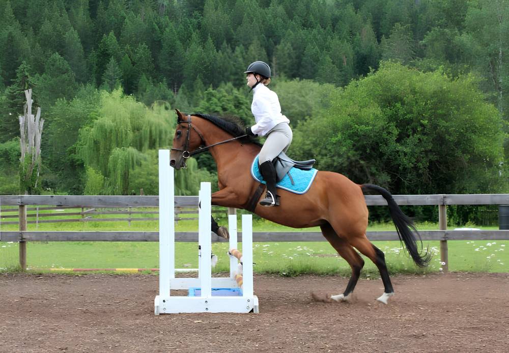 saut d'obstacles (1)
