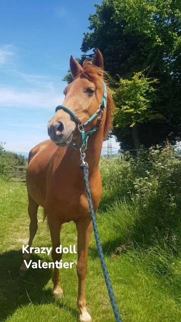 Krazydoll valentier